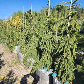 Ель обыкновенная Инверса (Inversa)