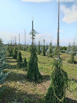 Ель обыкновенная Инверса (Inversa)