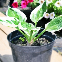 Хоста Патриот (Patriot)