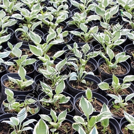 Хоста Блю Айвори (Blue Ivory)