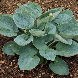 Хоста Биг Дэдди (Big Daddy)