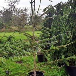 Ель обыкновенная змеевидная Виргата (Virgata)