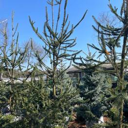 Ель обыкновенная змеевидная Виргата (Virgata)