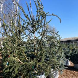 Ель обыкновенная змеевидная Виргата (Virgata)