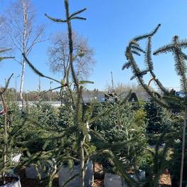 Ель обыкновенная змеевидная Виргата (Virgata)