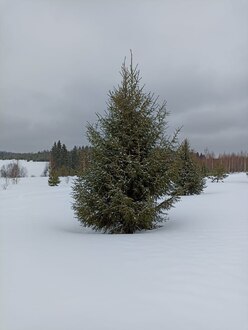 Ель обыкновенная Пицея абиес (Picea abies)