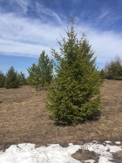 Ель обыкновенная (Picea abies)