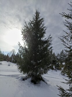 Ель обыкновенная Пицея абиес (Picea abies)