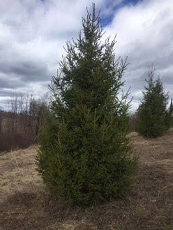 Ель обыкновенная Пицея абиес (Picea abies)