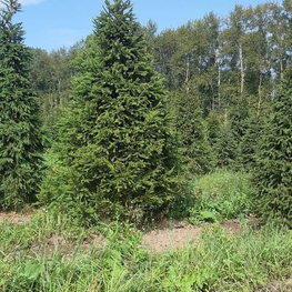 Ель обыкновенная Экстра Пицея абиес Экстра (Picea abies Extra)