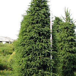 Ель обыкновенная Экстра Пицея абиес Экстра (Picea abies Extra)