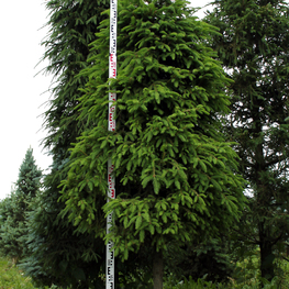 Ель обыкновенная Экстра Пицея абиес Экстра (Picea abies Extra)