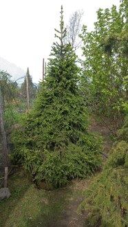 Ель обыкновенная Экстра Пицея абиес Экстра (Picea abies Extra)