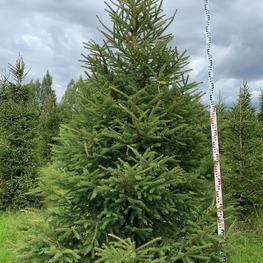 Ель обыкновенная Экстра Пицея абиес Экстра (Picea abies Extra)