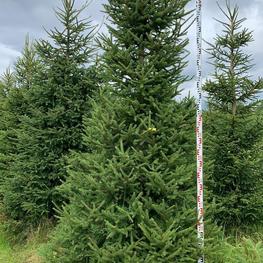 Ель обыкновенная Экстра Пицея абиес Экстра (Picea abies Extra)