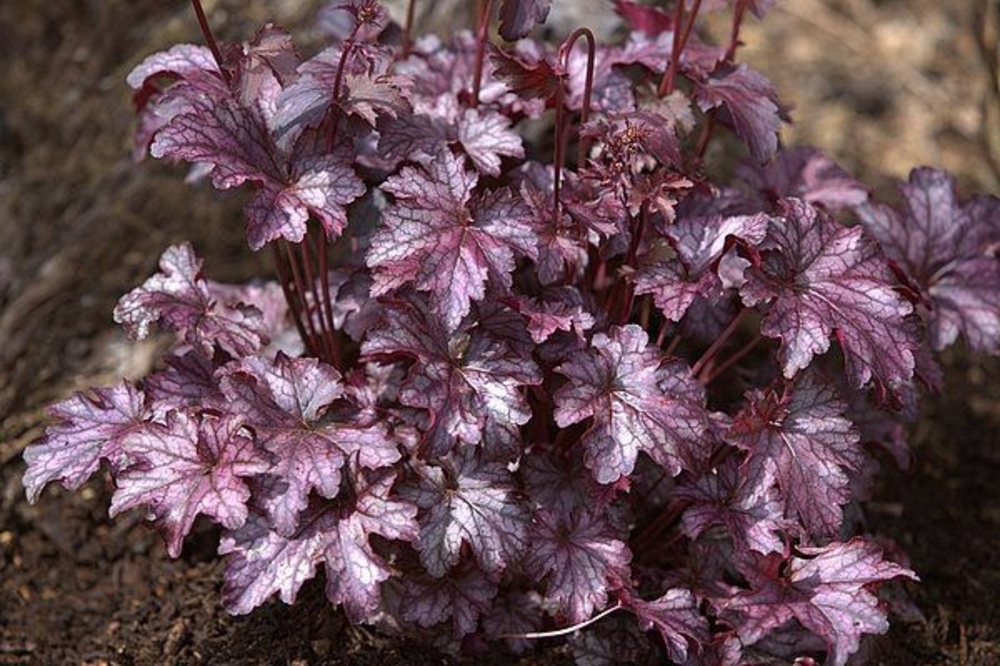 Гейхера Блэкберри Джем (Blackberry Jam)