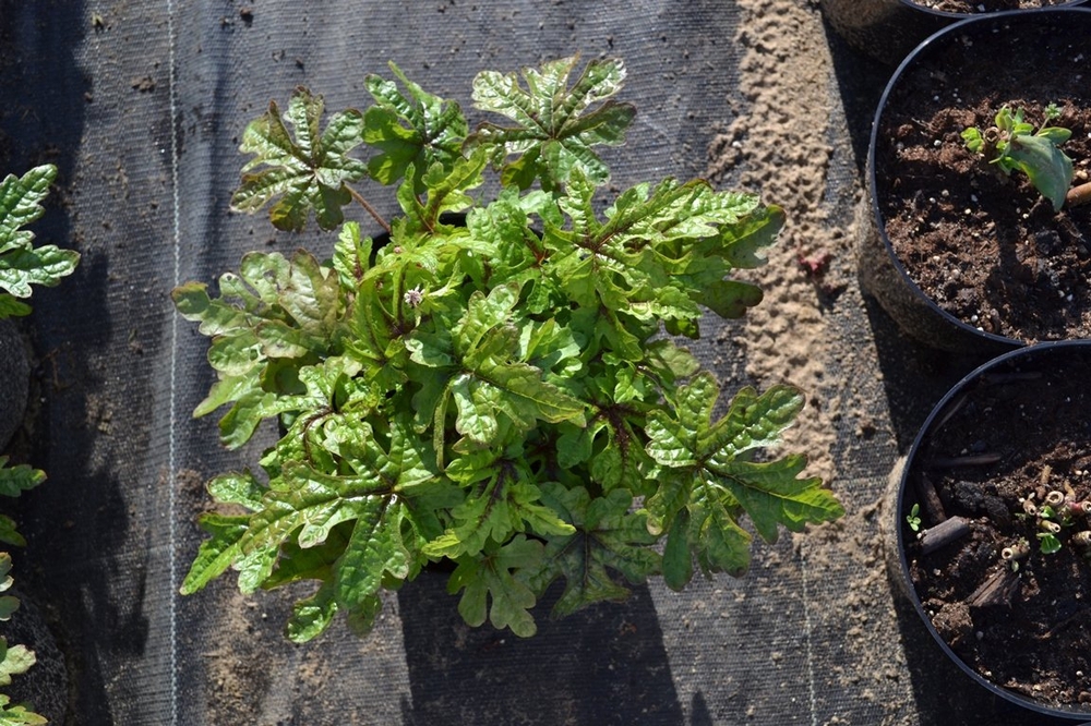 Гейхера Блэкберри Джем (Blackberry Jam)