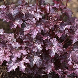 Гейхера Блэкберри Джем (Blackberry Jam)