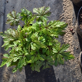 Гейхера Блэкберри Джем (Blackberry Jam)