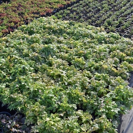 Гейхера Блэкберри Джем (Blackberry Jam)