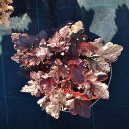 Гейхера Блэкберри Джем (Blackberry Jam)