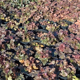 Гейхера Блэкберри Джем (Blackberry Jam)