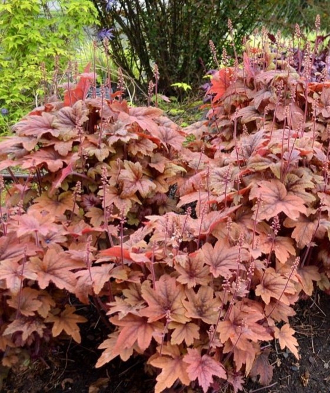 Гейхерелла Свит Ти (Sweet Tea)