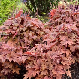 Гейхерелла Свит Ти (Sweet Tea)