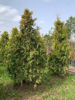 Туя западная Европа Голд (Europa Gold)