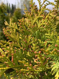 Туя западная Европа Голд (Europa Gold)