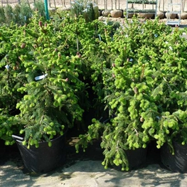 Ель обыкновенная Акрокона (Acrocona)