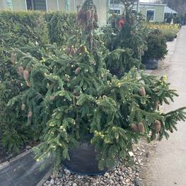 Ель обыкновенная Акрокона (Acrocona)