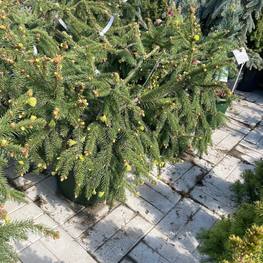 Ель обыкновенная Акрокона (Acrocona)