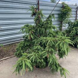 Ель обыкновенная Акрокона (Acrocona)