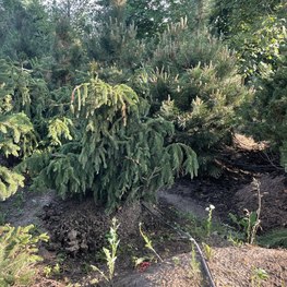 Ель обыкновенная Акрокона (Acrocona)