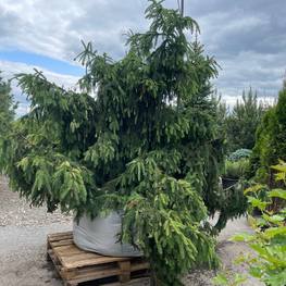 Ель обыкновенная Акрокона (Acrocona)