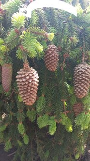 Ель обыкновенная Акрокона (Acrocona)