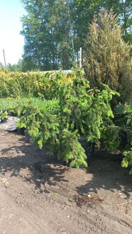 Ель обыкновенная Акрокона (Acrocona)