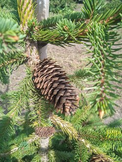 Ель обыкновенная Акрокона (Acrocona)