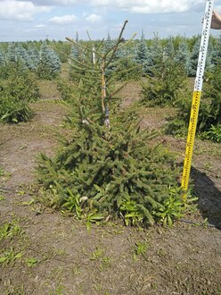 Ель обыкновенная Акрокона (Acrocona)