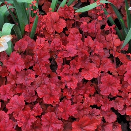 Гейхера Черри Кола (Cerry Cola)