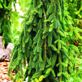 Ель обыкновенная Фробург (Frohburg)