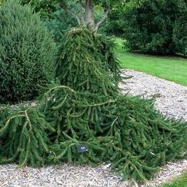 Ель обыкновенная Фробург (Frohburg)