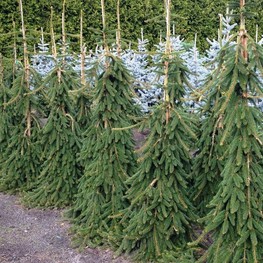 Ель обыкновенная Фробург (Frohburg)