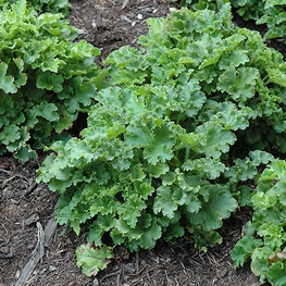 Гейхера американская Малахит (Malachite)