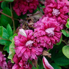 Клематис ботанический Пурпуреа Плена Элеганс (Purpurea Plena Elegans)