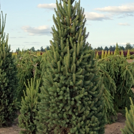 Ель обыкновенная Купрессина (Cupressina)