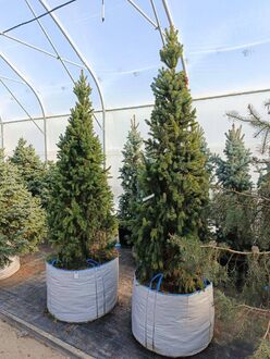 Ель обыкновенная Купрессина (Cupressina)