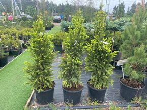 Ель обыкновенная Купрессина (Cupressina)