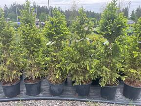 Ель обыкновенная Купрессина (Cupressina)